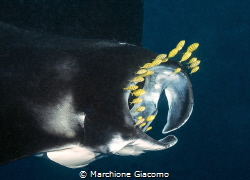 Manta birostris and gold trevally by Marchione Giacomo 